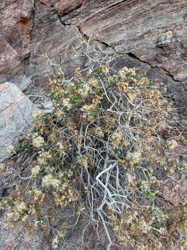 Ericameria cuneata, photograph 4