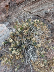 Ericameria cuneata, photograph (c) Matt Berger, some rights reserved (CC BY)