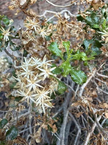 Ericameria cuneata, photograph 3