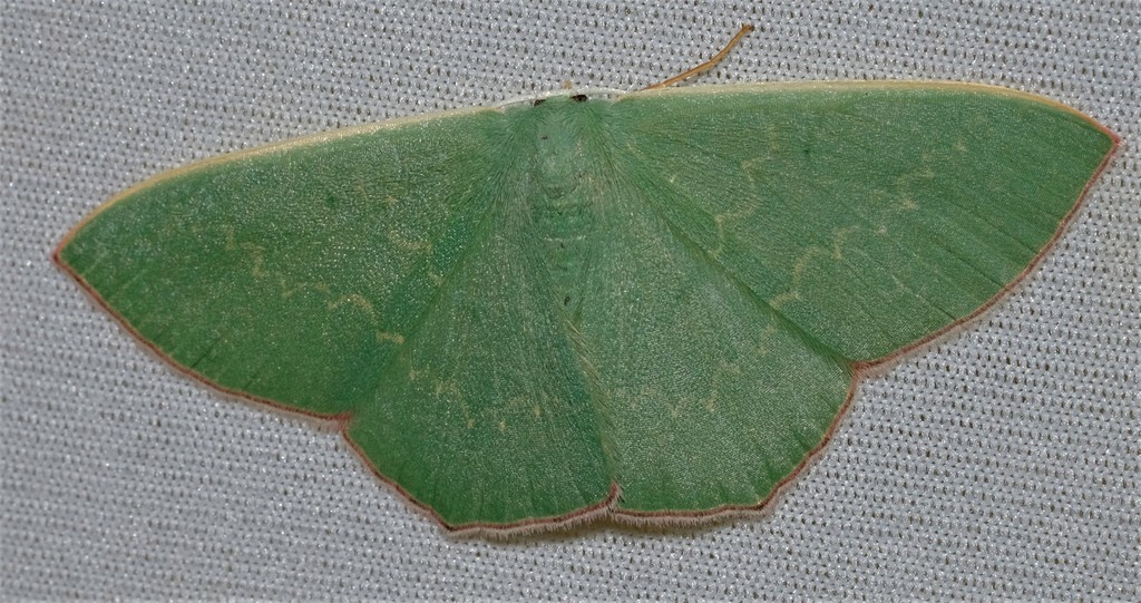LILIA GUM/EMERALD