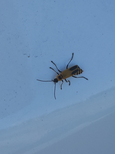 Goldenrod Soldier Beetle
