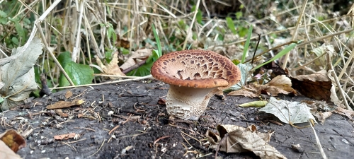 Dryad's Saddle