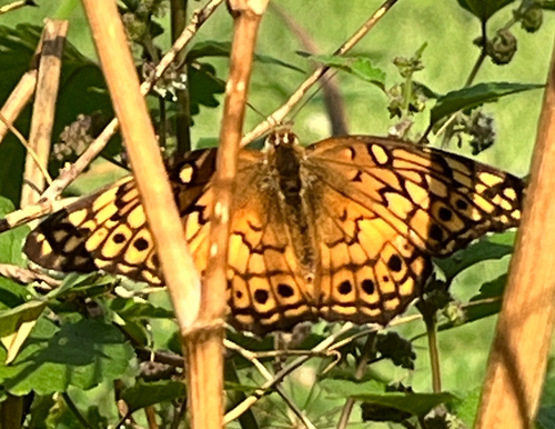 Variegated Fritillary
