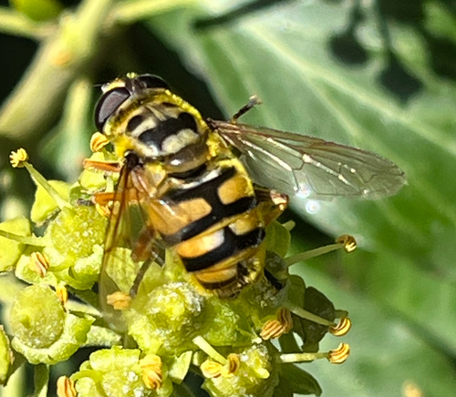 Yellow-haired Sun Fly