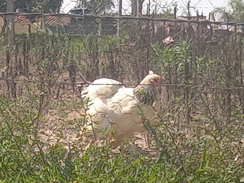 Domestic Chicken