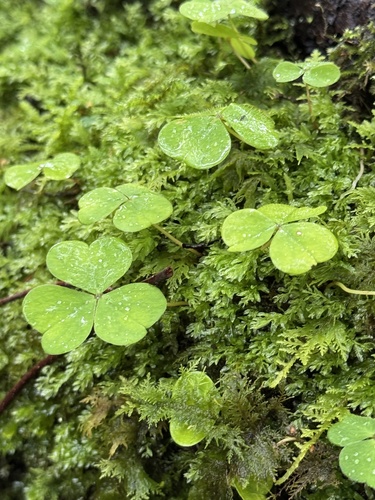 European wood-sorrel