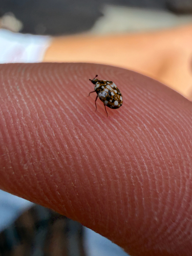 Furniture Carpet Beetle