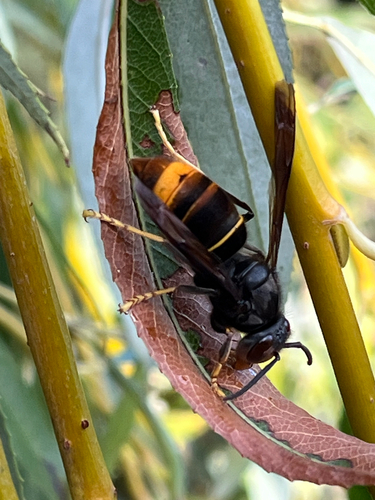 Yellow-legged Hornet