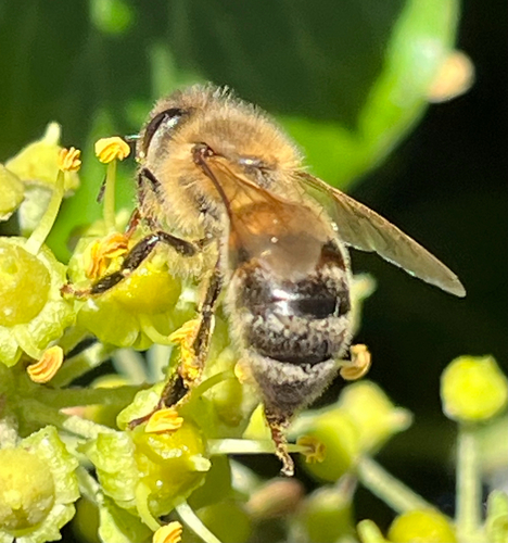 Western Honey Bee