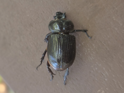 Triceratops Beetle