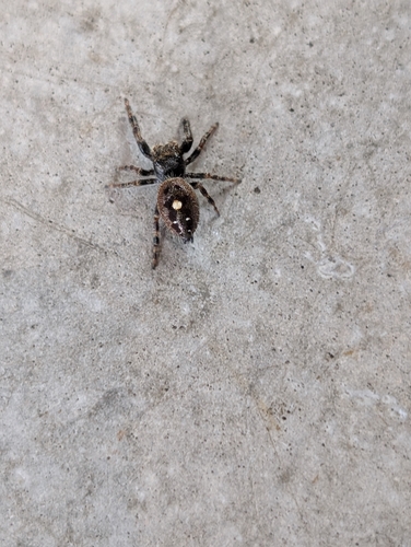 Bold Jumping Spider