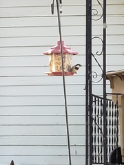Passer domesticus