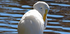 Ardea alba