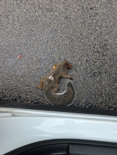 Eastern Gray Squirrel