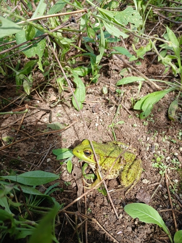 Green Frog