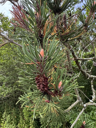 Scots pine