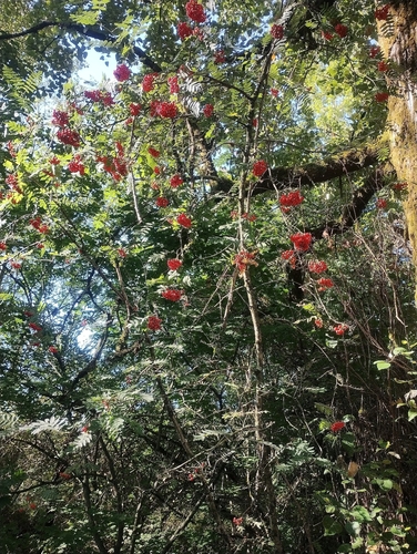 European mountain ash