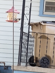 Passer domesticus