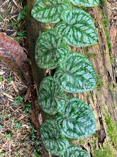 Monstera tuberculata, photograph 6
