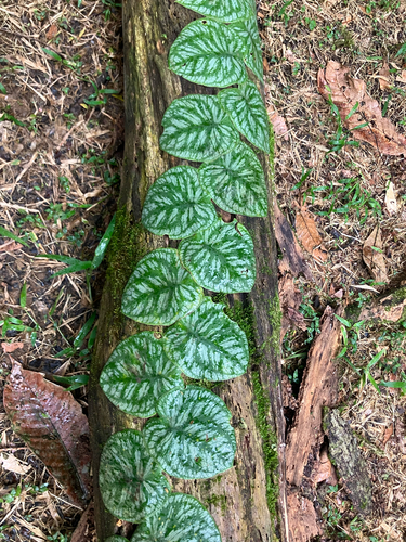 Monstera tuberculata, photograph 5
