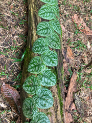Monstera tuberculata, photograph (c) River Ahlquist, some rights reserved (CC BY)