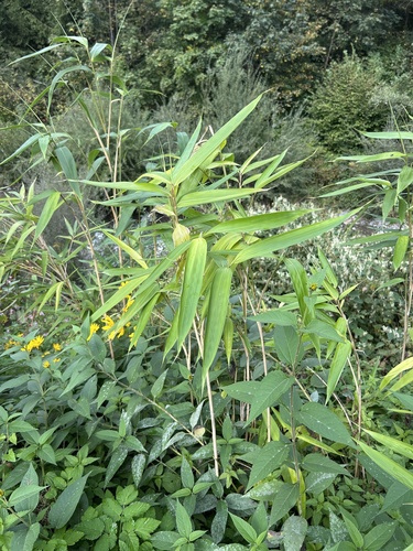Pseudosasa japonica, 2026-09-18