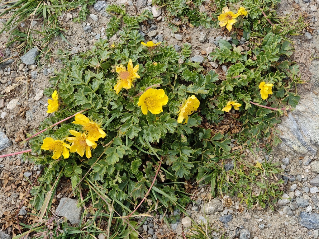 Geum reptans; photograph (c) xulescu_g, some rights reserved (CC BY-SA)
