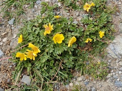 Geum reptans