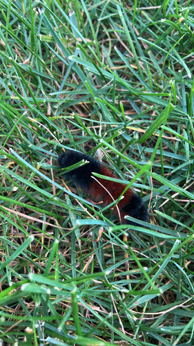 Isabella Tiger Moth