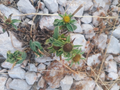 Spiny Starwort