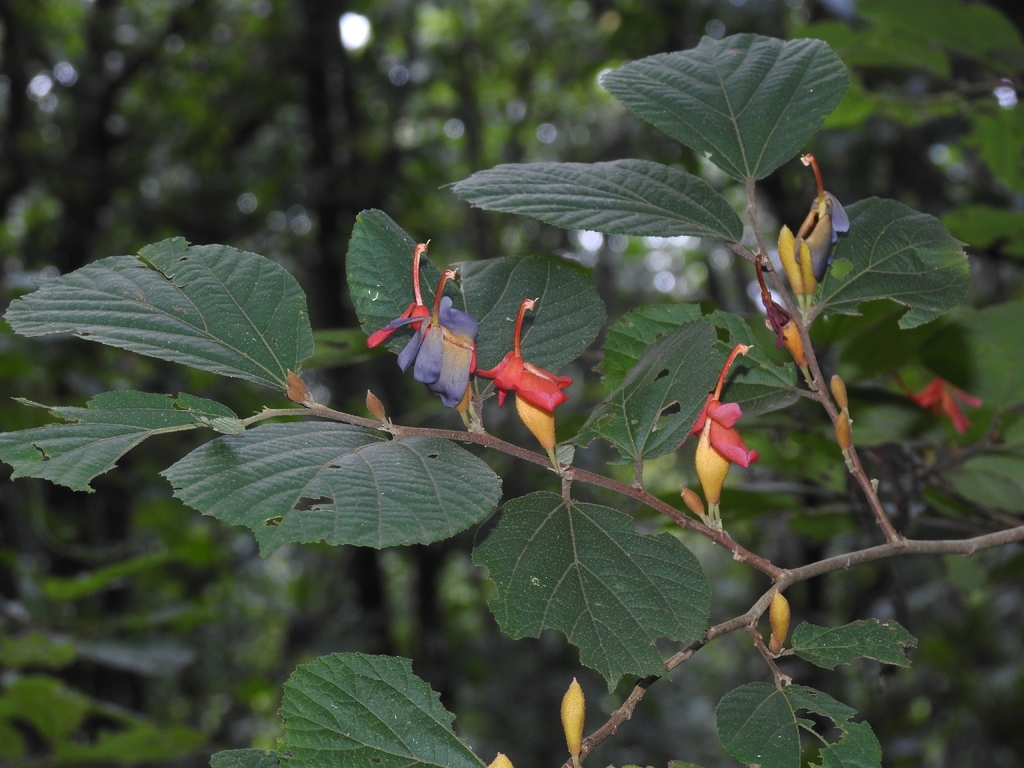 Helicteres isora; photograph (c) rajesh rocky, some rights reserved (CC BY)
