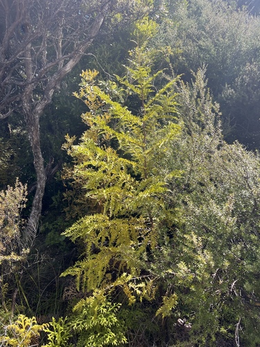 Libocedrus plumosa, 2026-09-09