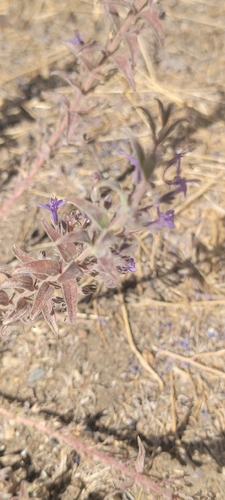 Vinegar Weed