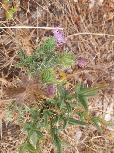 Bull Thistle