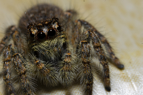 Red-bellied Jumping Spider
