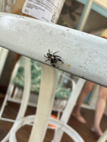 canopy jumping spider