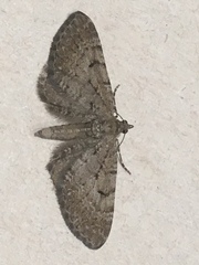Eupithecia intricata