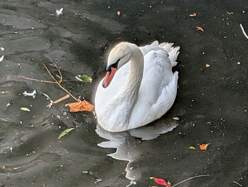 Mute Swan