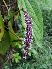 Epidendrum coryophorum