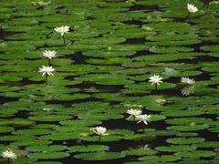 Nymphaea pubescens