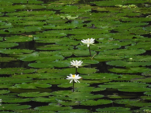 Nymphaea pubescens, photograph 1