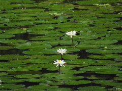 Nymphaea pubescens, photograph (c) rajesh rocky, some rights reserved (CC BY)
