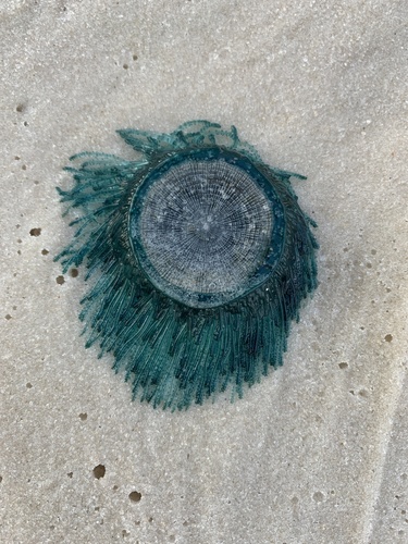 Blue Button, photo 7 of 7