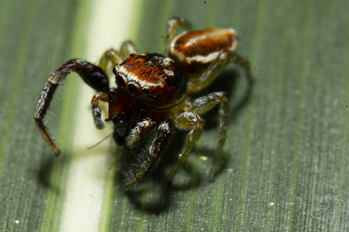 Striking Jumping Spiders
