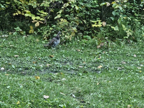 Ruffed Grouse