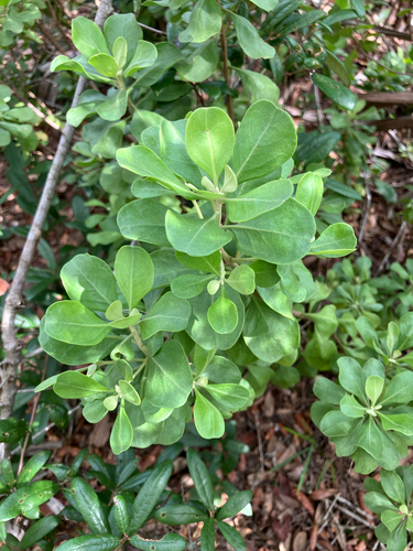 Garberia heterophylla