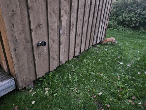 Red Fox
