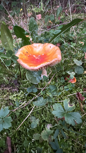 Fly Agaric