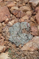 Eriogonum kennedyi austromontanum