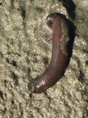 Haemopidae